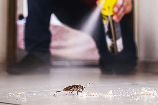 Best Mosquito Control Services  in Rochester, NY